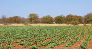 Botswana Pushes Land Planning Beyond the Cities