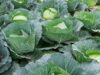 Botswana Turns Prison Farms into Productive Food Assets