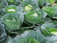 Botswana Turns Prison Farms into Productive Food Assets