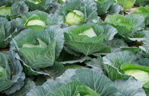 Botswana Turns Prison Farms into Productive Food Assets