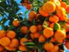 Citrus Seizure Sharpens Botswana’s Push for Local Produce