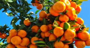 Citrus Seizure Sharpens Botswana’s Push for Local Produce