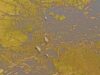 De Beers extends Okavango River Basin conservation contract
