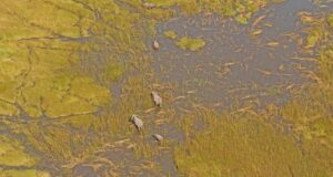 De Beers extends Okavango River Basin conservation contract
