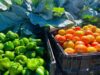 Eastfort Turns Pandamatenga’s Rain-Fed Fields Into a Horticulture Hub