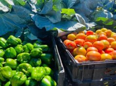 Eastfort Turns Pandamatenga’s Rain-Fed Fields Into a Horticulture Hub