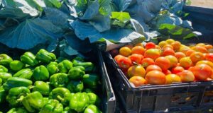 Eastfort Turns Pandamatenga’s Rain-Fed Fields Into a Horticulture Hub