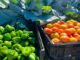 Eastfort Turns Pandamatenga’s Rain-Fed Fields Into a Horticulture Hub
