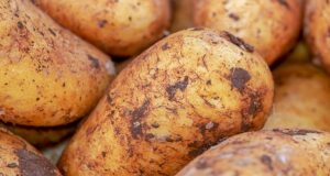 FAO Backs Botswana’s Push to Build Potato Value Chain