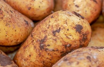 FAO Backs Botswana’s Push to Build Potato Value Chain