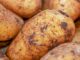 FAO Backs Botswana’s Push to Build Potato Value Chain