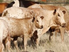 Livestock Numbers Signal a Sector in Transition