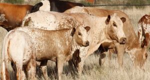 Livestock Numbers Signal a Sector in Transition