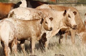 Livestock Numbers Signal a Sector in Transition