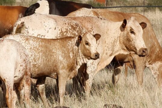 Livestock Numbers Signal a Sector in Transition