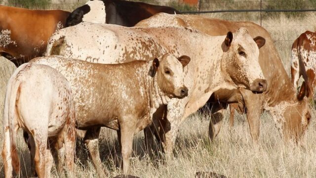 Livestock Numbers Signal a Sector in Transition