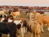 Rangeland Pressure Forces New Approach to Botswana’s Livestock Economy