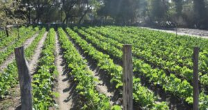 Recasting Agricultural Finance Around a Commercial Ecosystem