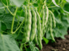 FAO Backs Botswana on Fodder, Land and Climate Finance