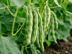 FAO Backs Botswana on Fodder, Land and Climate Finance