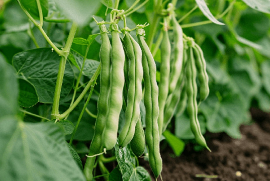 FAO Backs Botswana on Fodder, Land and Climate Finance