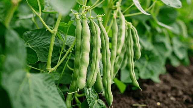 FAO Backs Botswana on Fodder, Land and Climate Finance