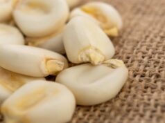 Policy Clash: How Federal Grain Imports Derailed Oyo State’s Botswana Export Ambitions