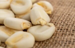 Policy Clash: How Federal Grain Imports Derailed Oyo State’s Botswana Export Ambitions