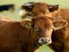 Pretoria Weights Reopening to Botswana Beef from Disease Free Zones