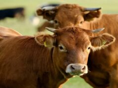 Pretoria Weights Reopening to Botswana Beef from Disease Free Zones