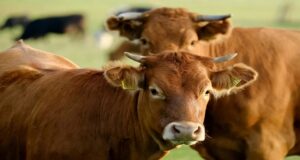 Pretoria Weights Reopening to Botswana Beef from Disease Free Zones