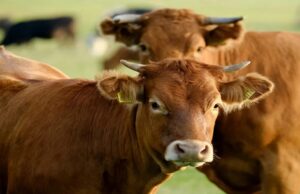 Pretoria Weights Reopening to Botswana Beef from Disease Free Zones