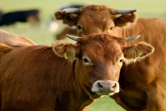 Pretoria Weights Reopening to Botswana Beef from Disease Free Zones