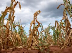 SADC Steps Up Preparedness as Severe El Niño Threat Looms