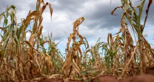 SADC Steps Up Preparedness as Severe El Niño Threat Looms